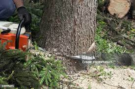 Tree and Shrub Care in Lahaina, HI