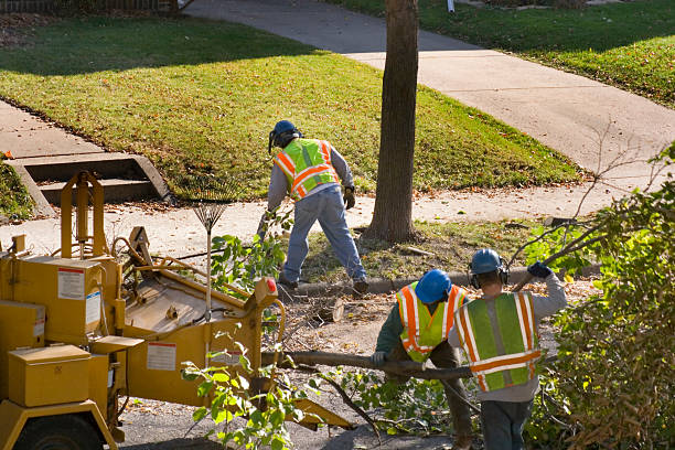 Lahaina, HI Tree Care Services Company