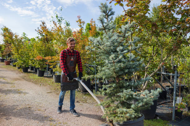 How Our Tree Care Process Works  in  Lahaina, HI